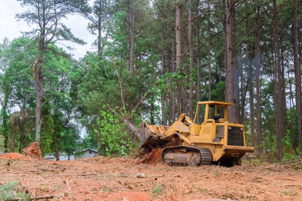 Trees Clearing in Kennesaw