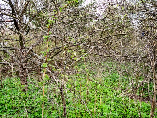 Underbrush Clearing in Kennesaw