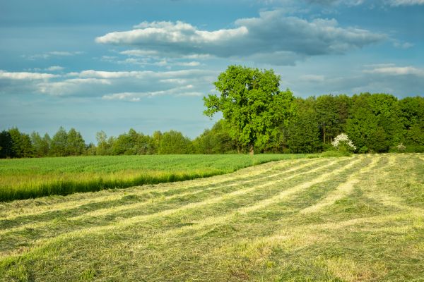 Cost of Vegetation Removal in Kennesaw