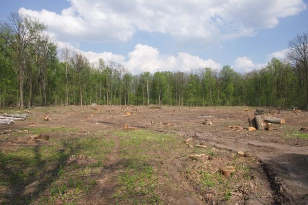 Pasture Clearing in Kennesaw