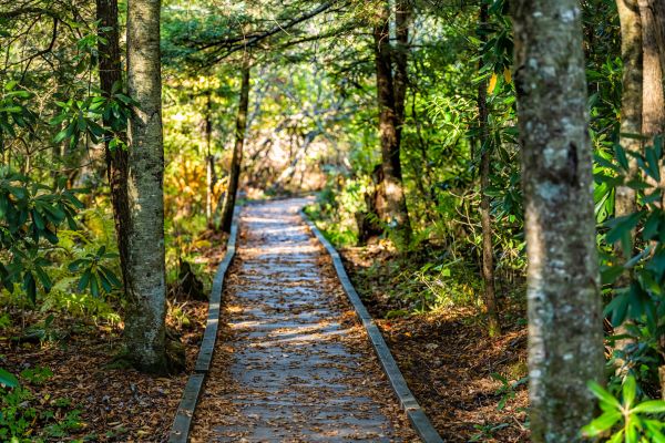 Cost of Trail Clearing in Kennesaw