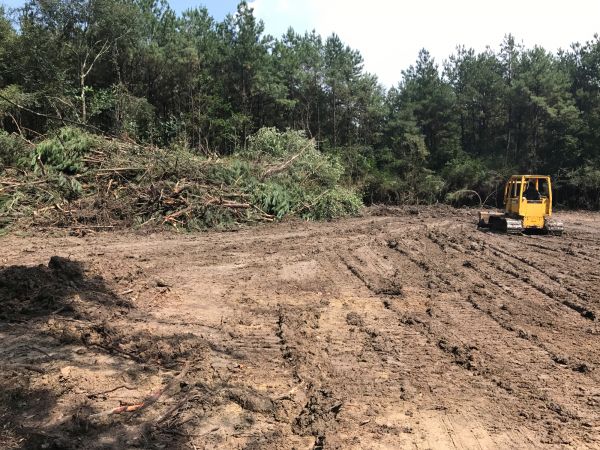Thicket Clearing in Kennesaw