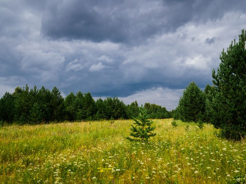 Clearing Overgrown Fields